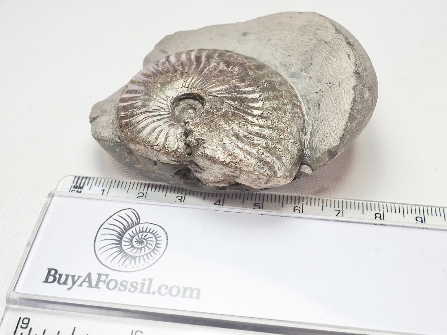 Pseudolioceras