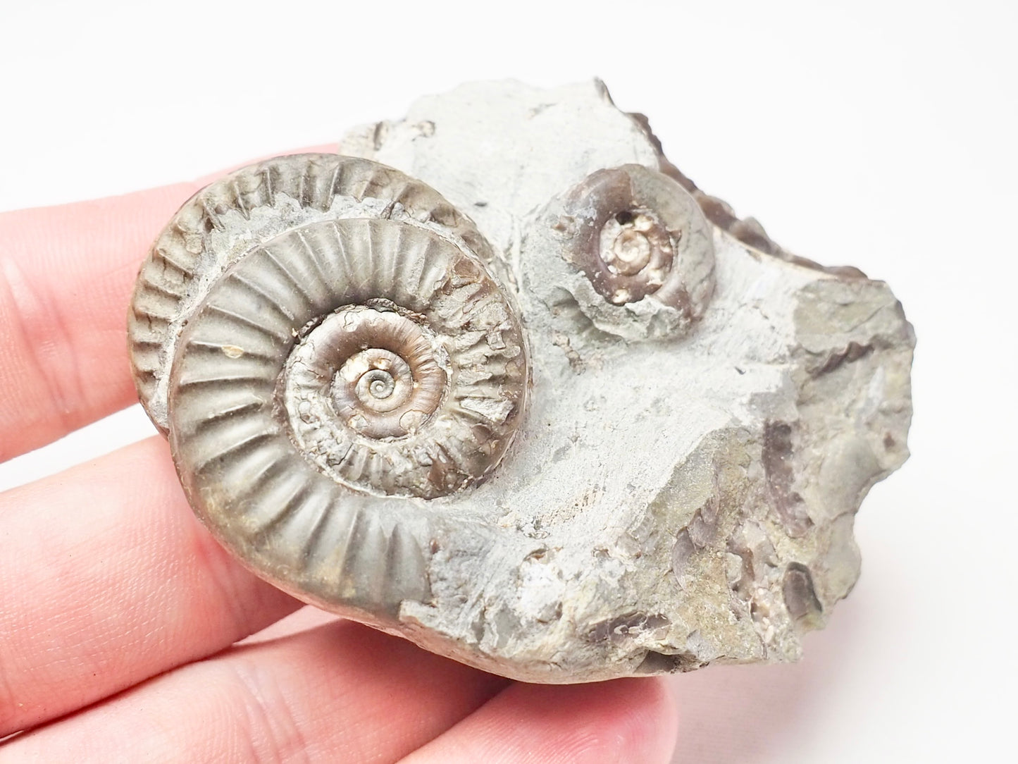 Arnioceras