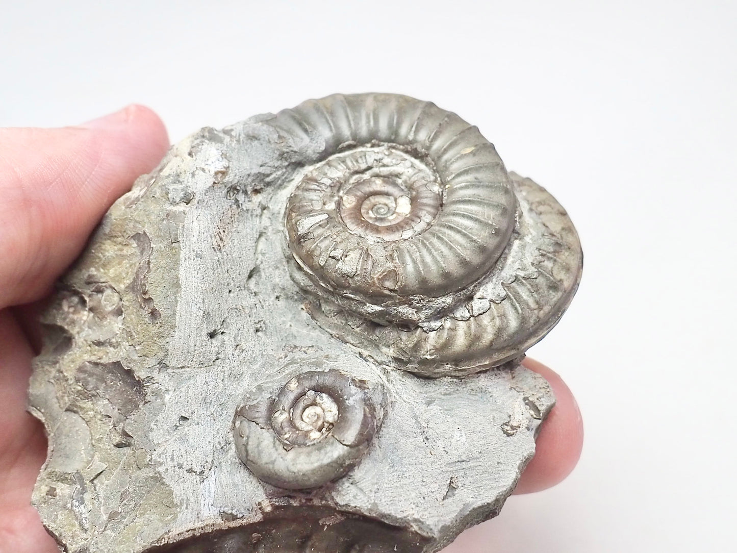 Arnioceras