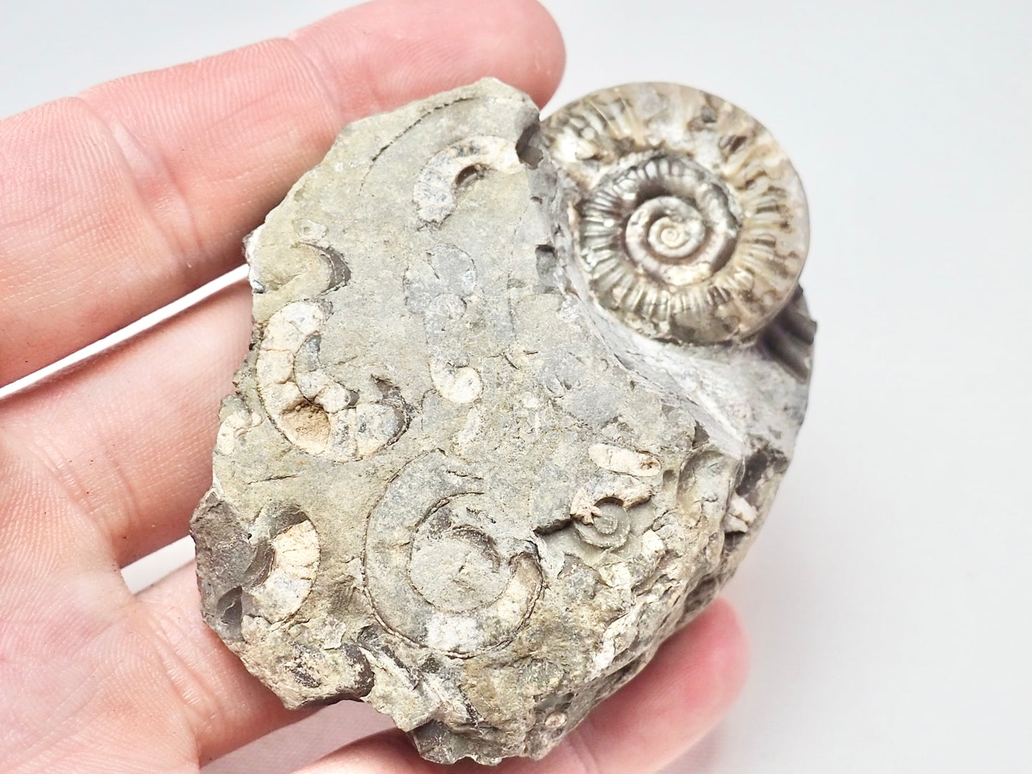 Arnioceras