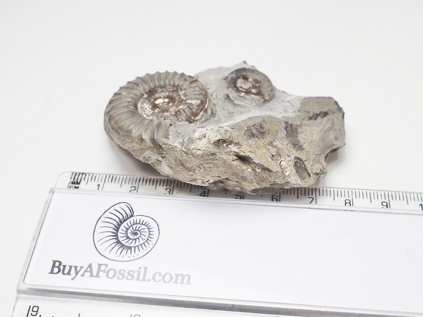 Arnioceras