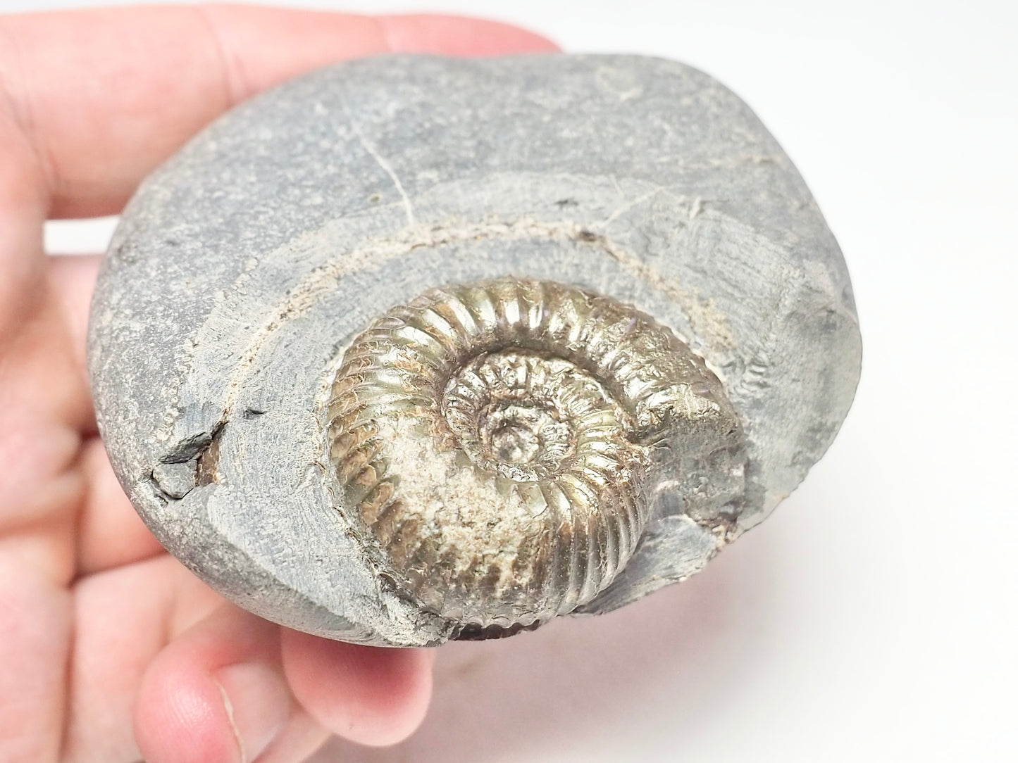Catacoeloceras