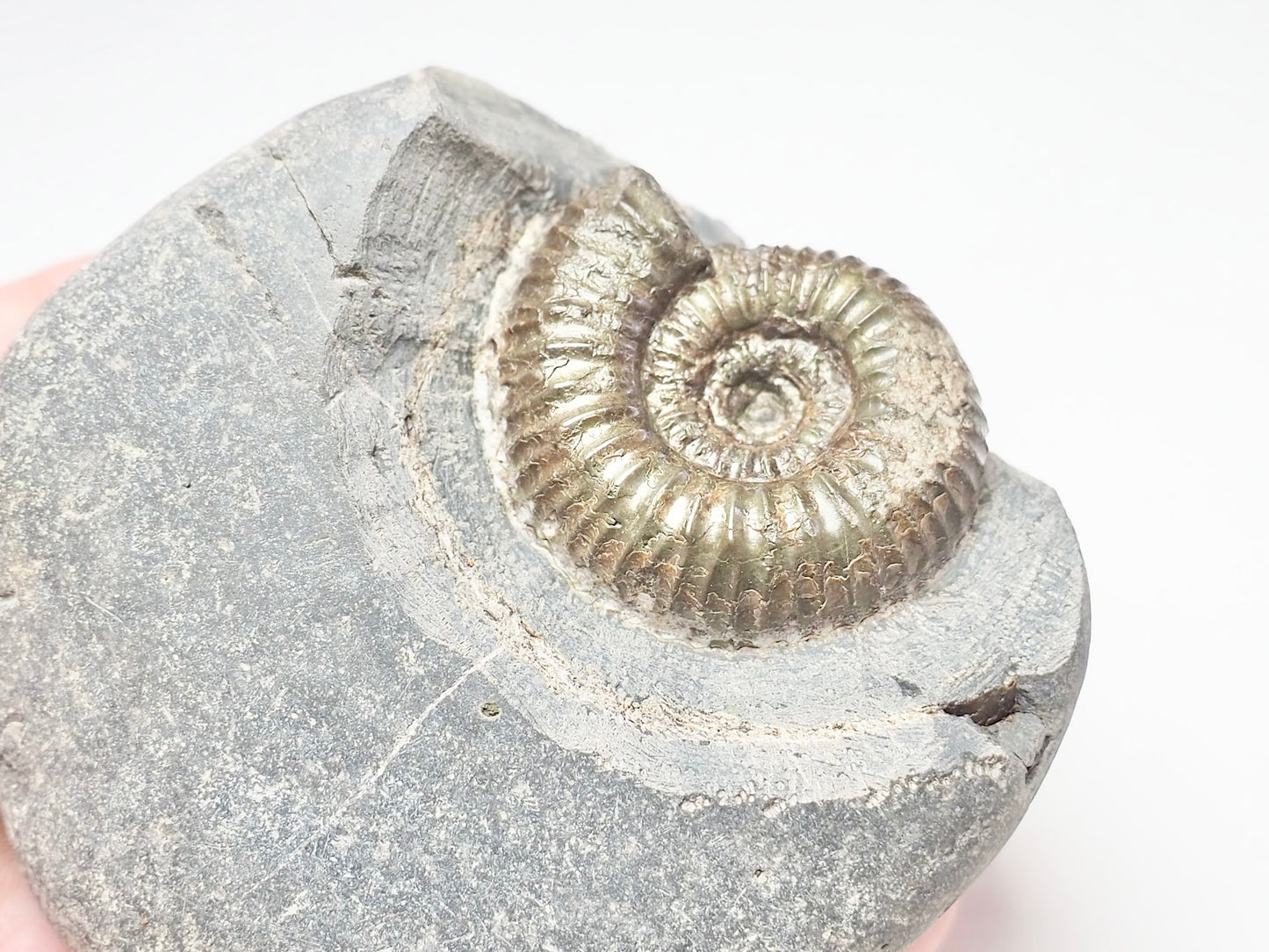 Catacoeloceras