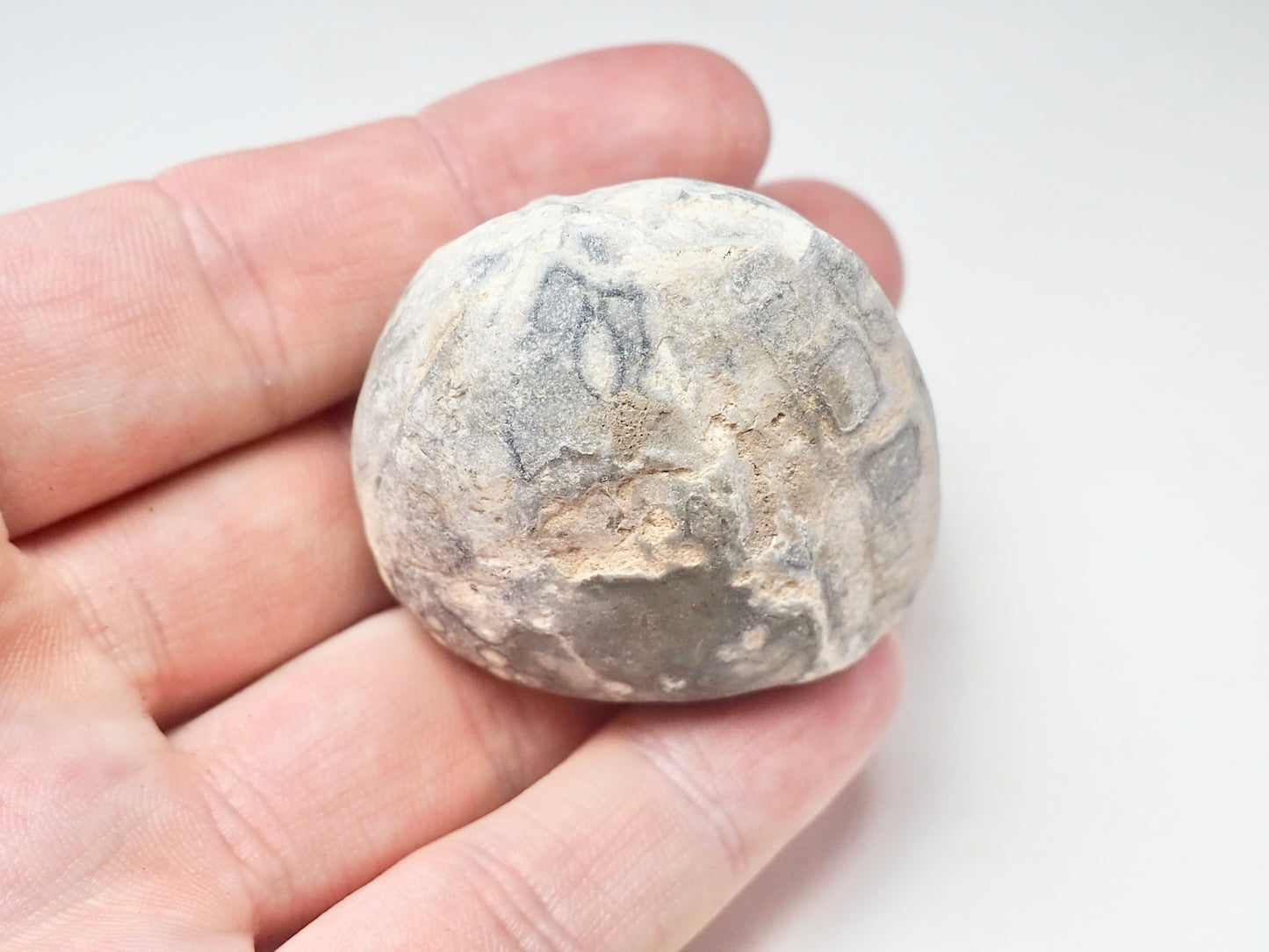 Fossil Sea Urchin, Yorkshire Coast
