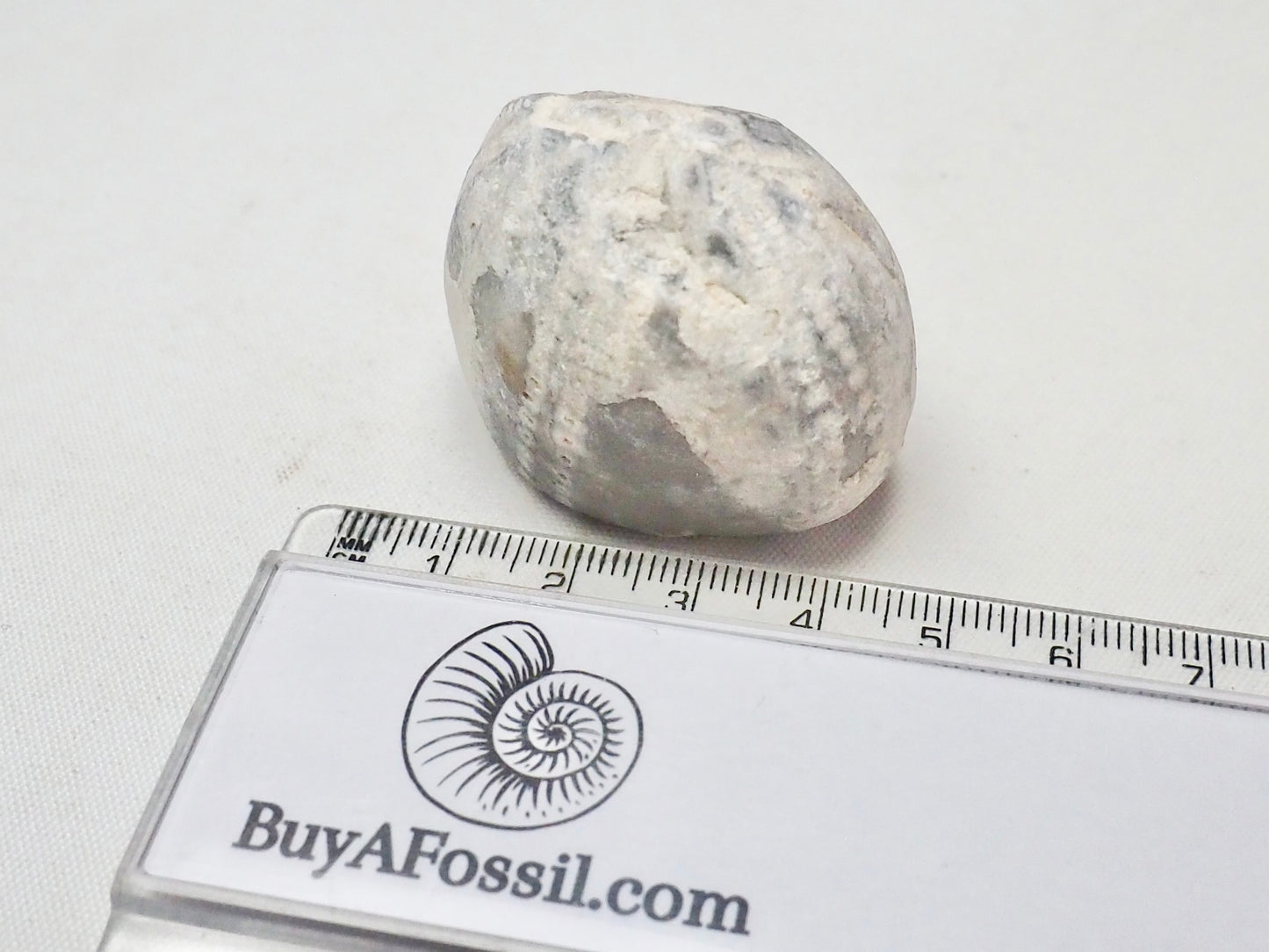 Fossil Sea Urchin, Yorkshire Coast