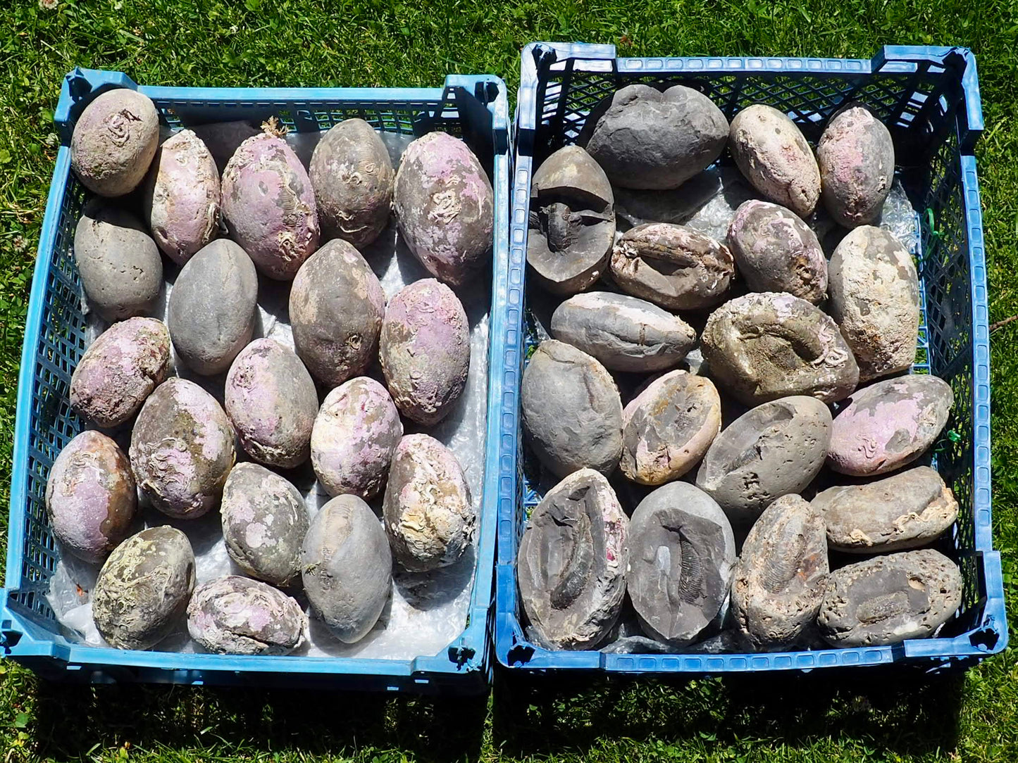 1x Large Grey Shale Nodule