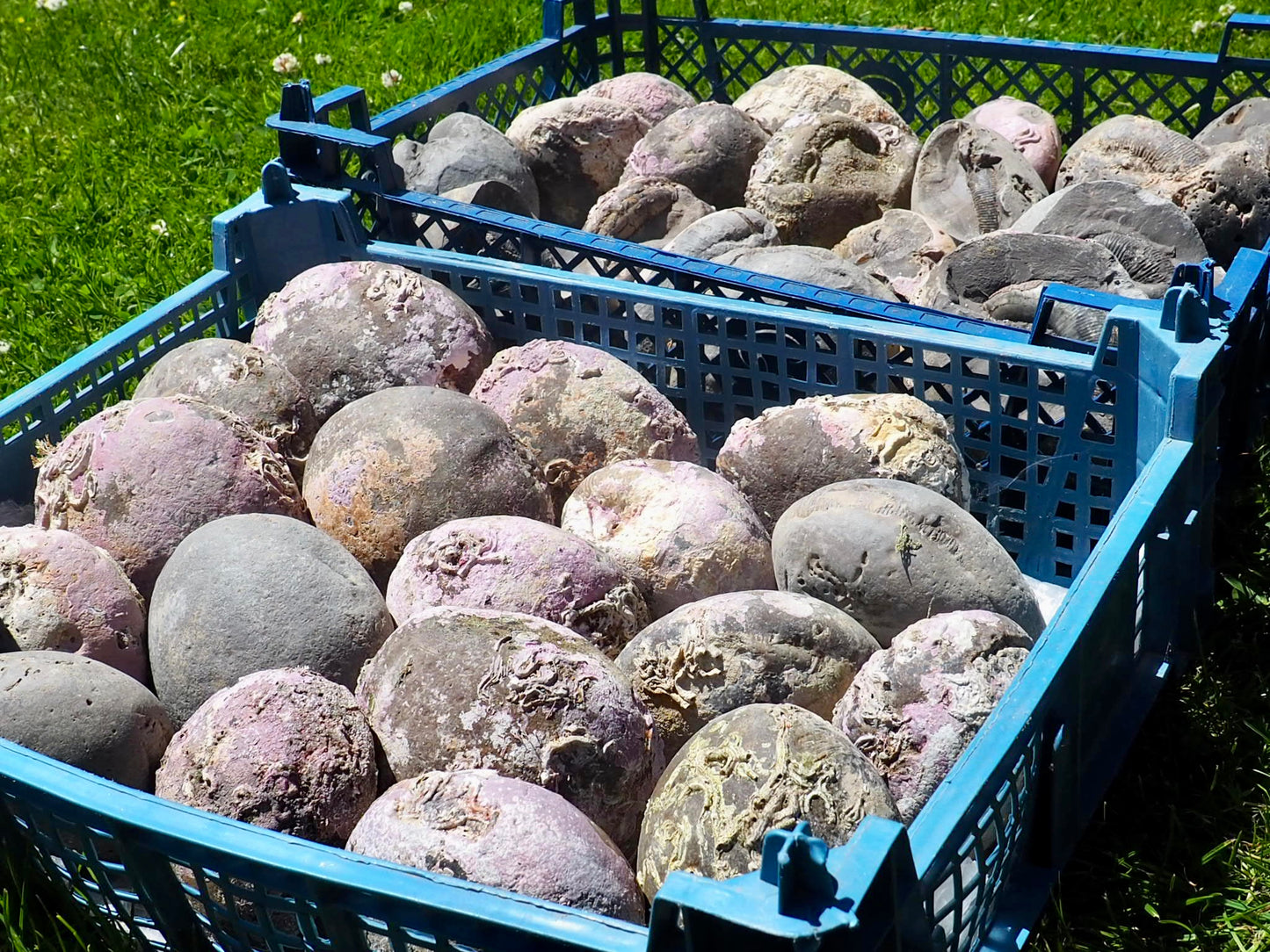 1x Large Grey Shale Nodule