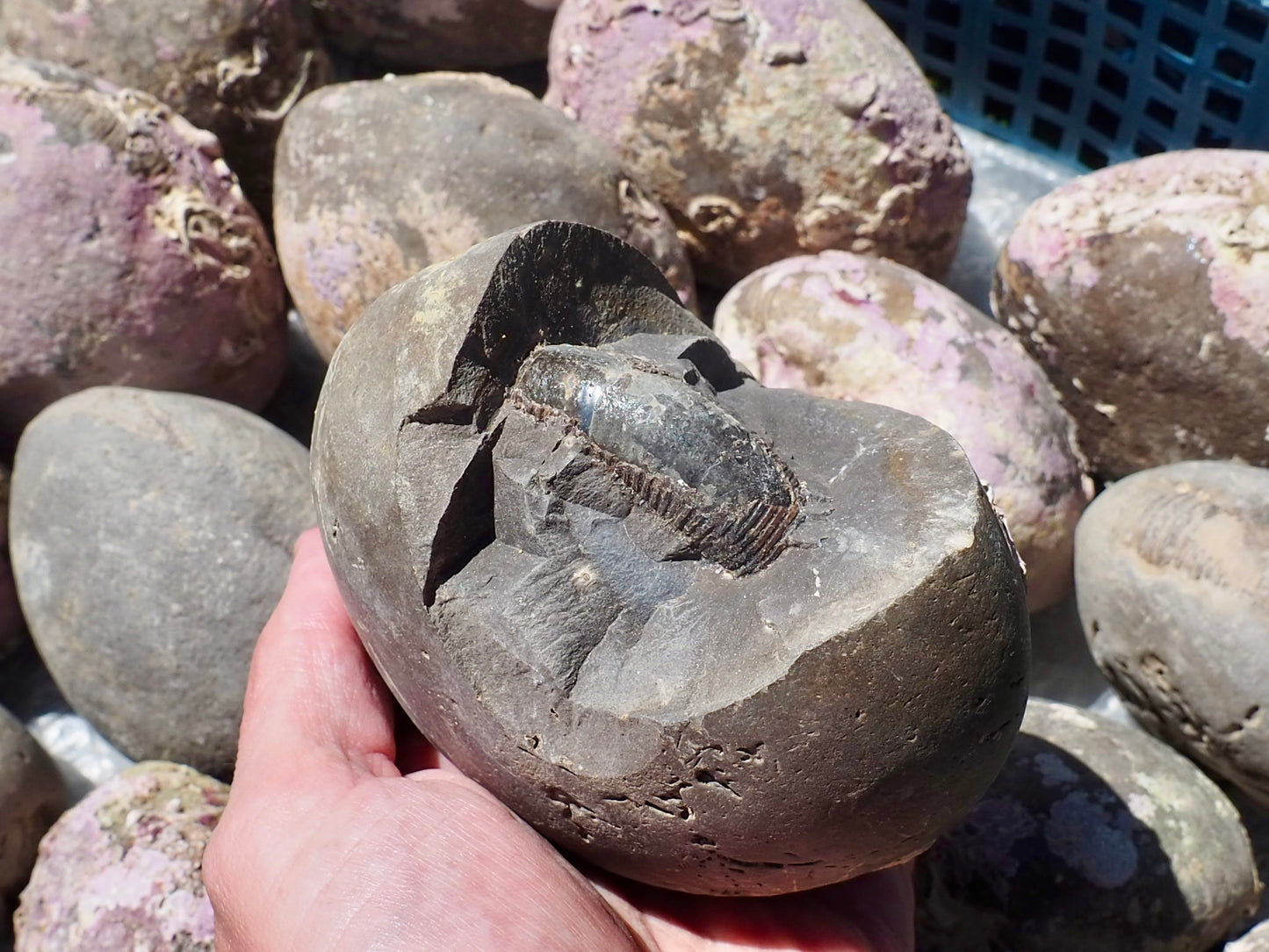 1x Large Grey Shale Nodule