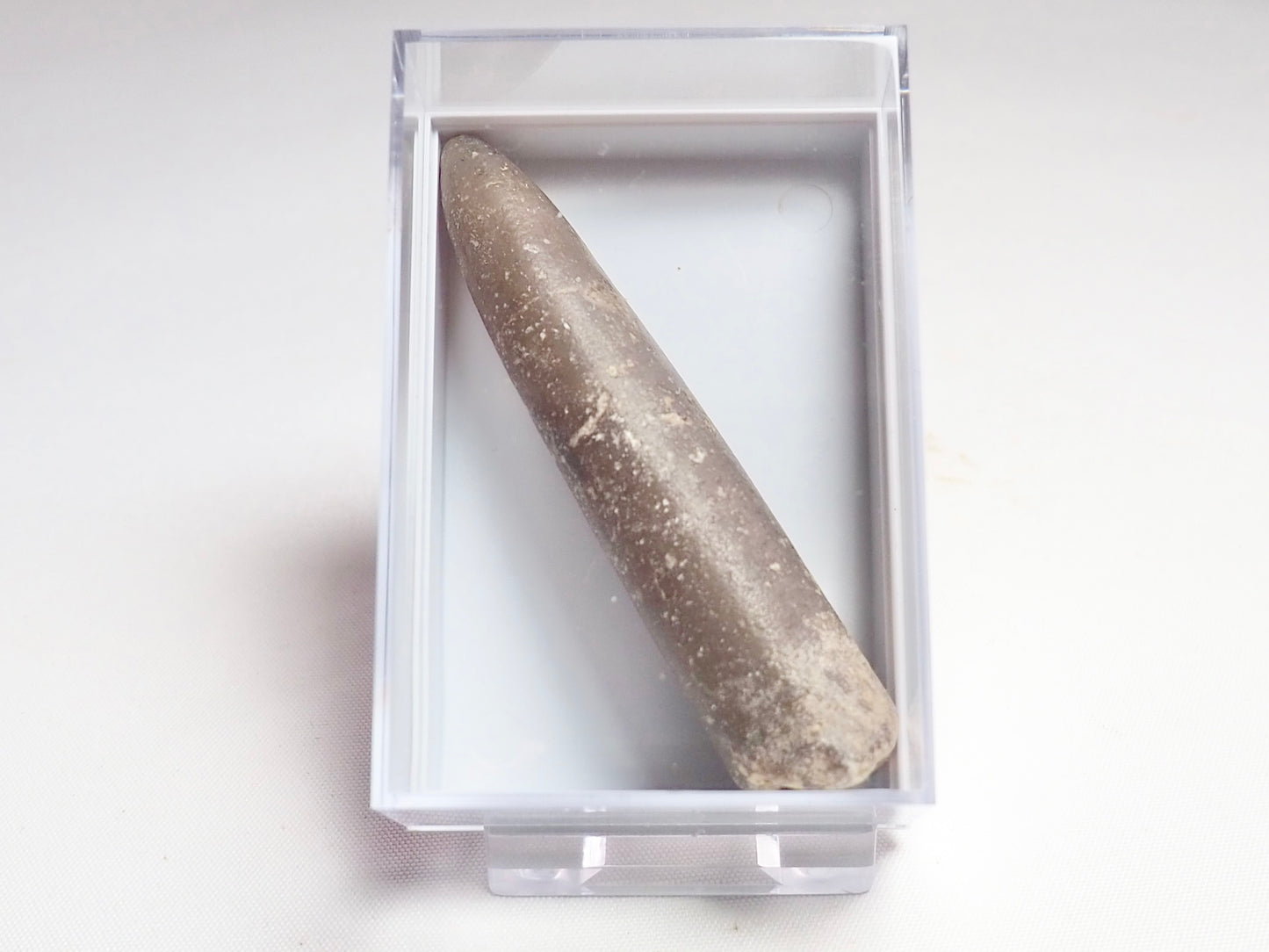 Belemnite Boxed Specimen