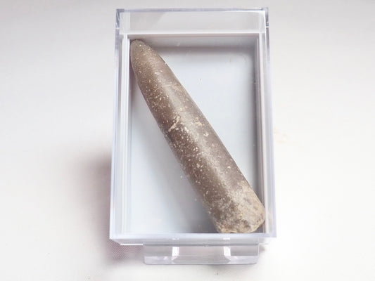 Belemnite Boxed Specimen