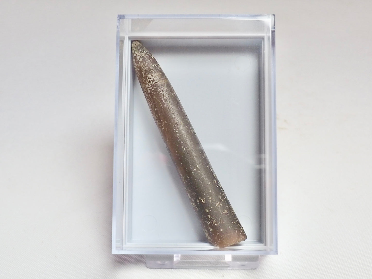 Belemnite Boxed Specimen