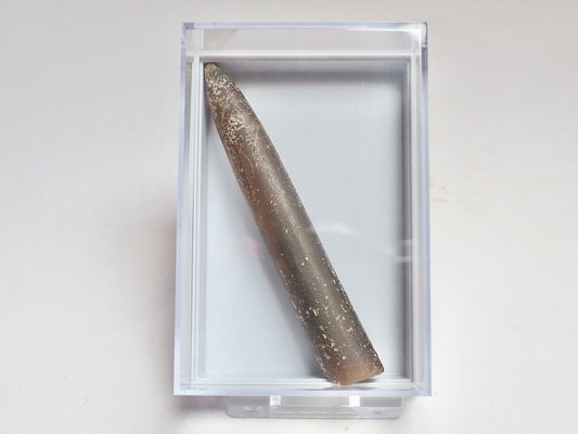 Belemnite Boxed Specimen