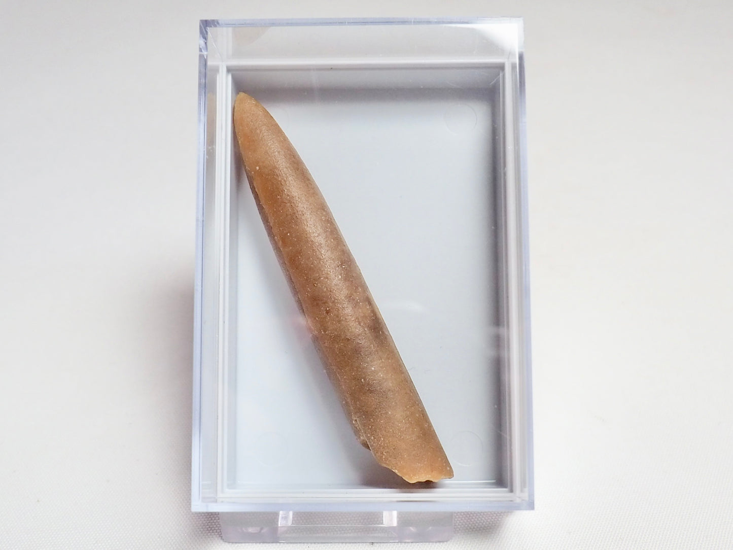 Belemnite Boxed Specimen