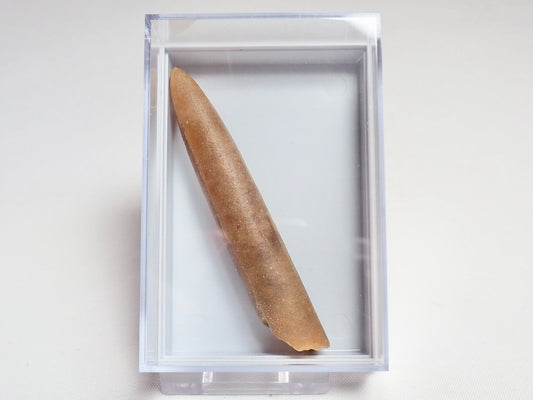 Belemnite Boxed Specimen