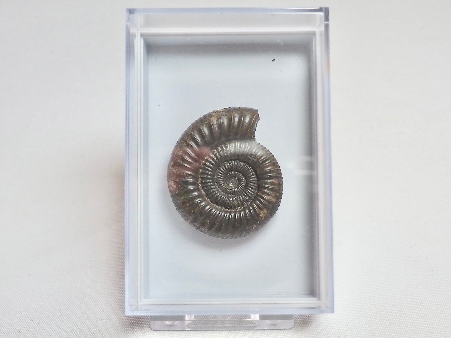 Boxed Dactylioceras Specimen