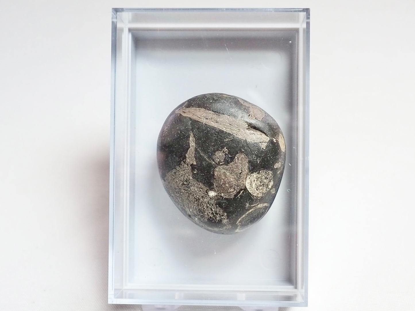 Boxed Specimen - Fish Bone - Pick N Mix