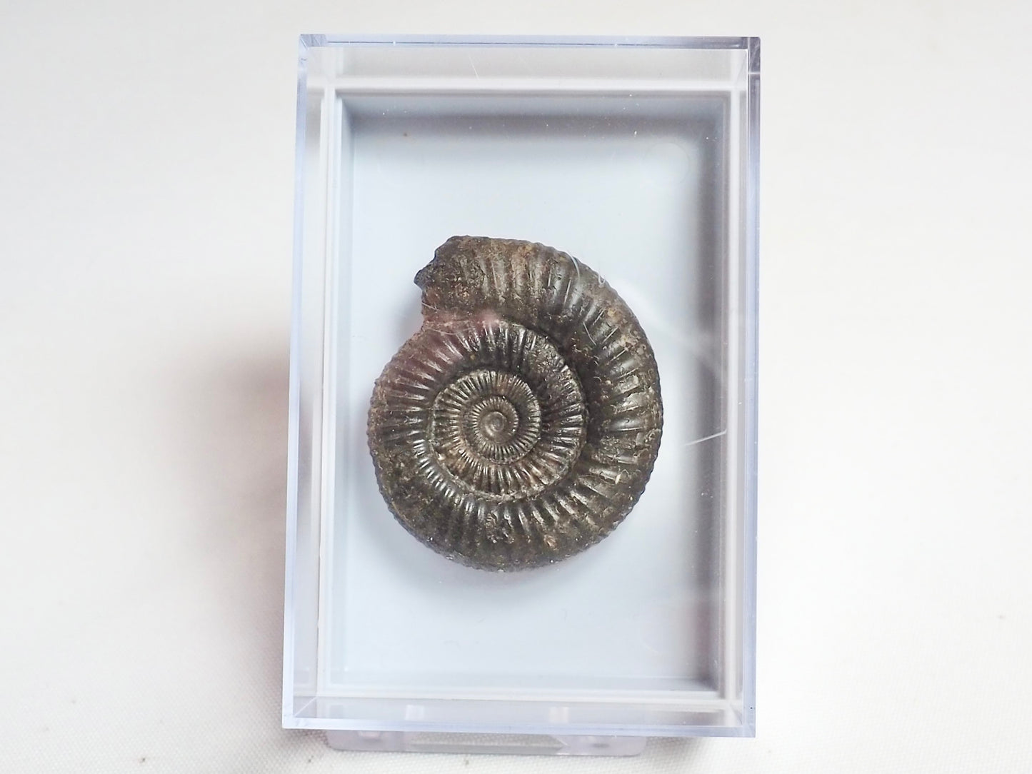 Dactylioceras Boxed Display Specimen