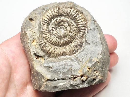 Ammonite - Pick N Mix