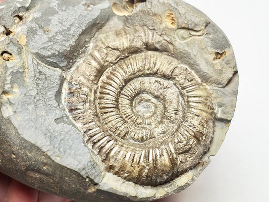 Ammonite - Pick N Mix