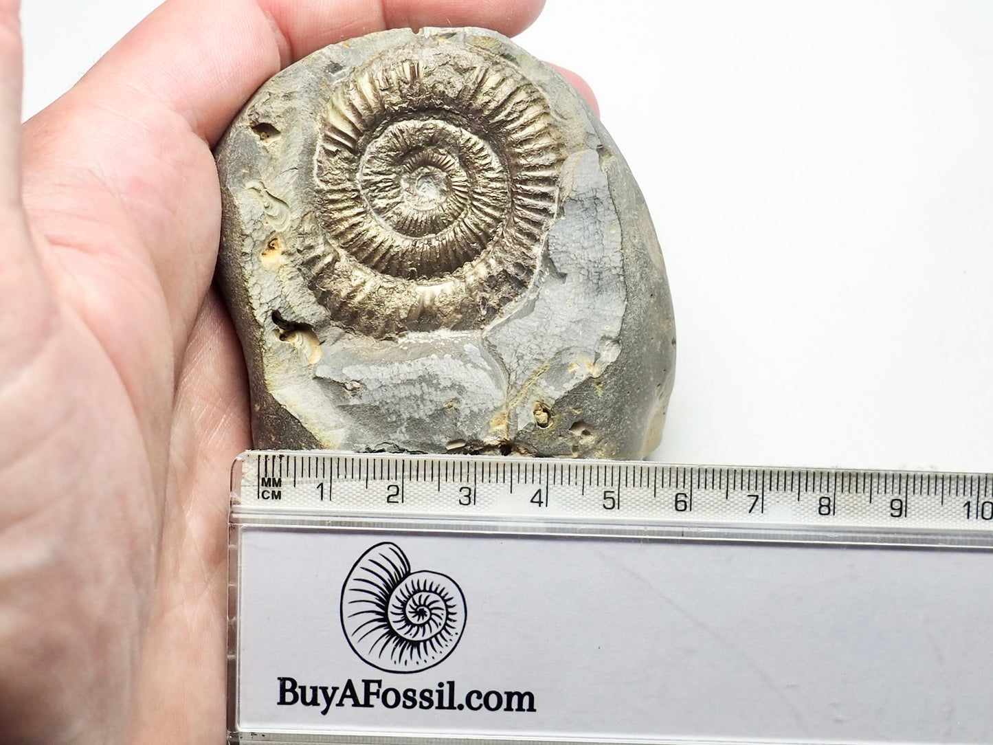 Ammonite - Pick N Mix