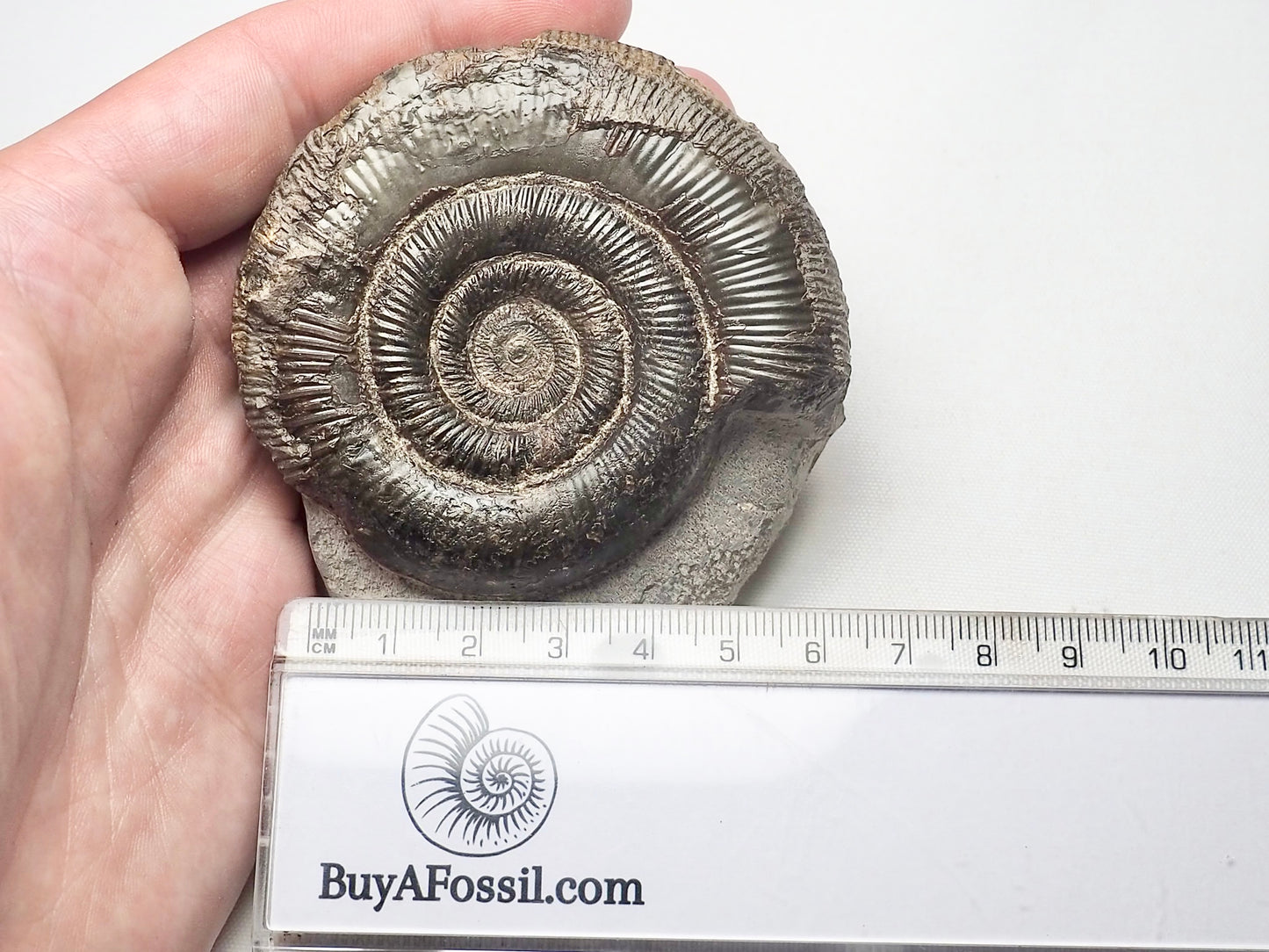 Dactylioceras Tenuicostatum