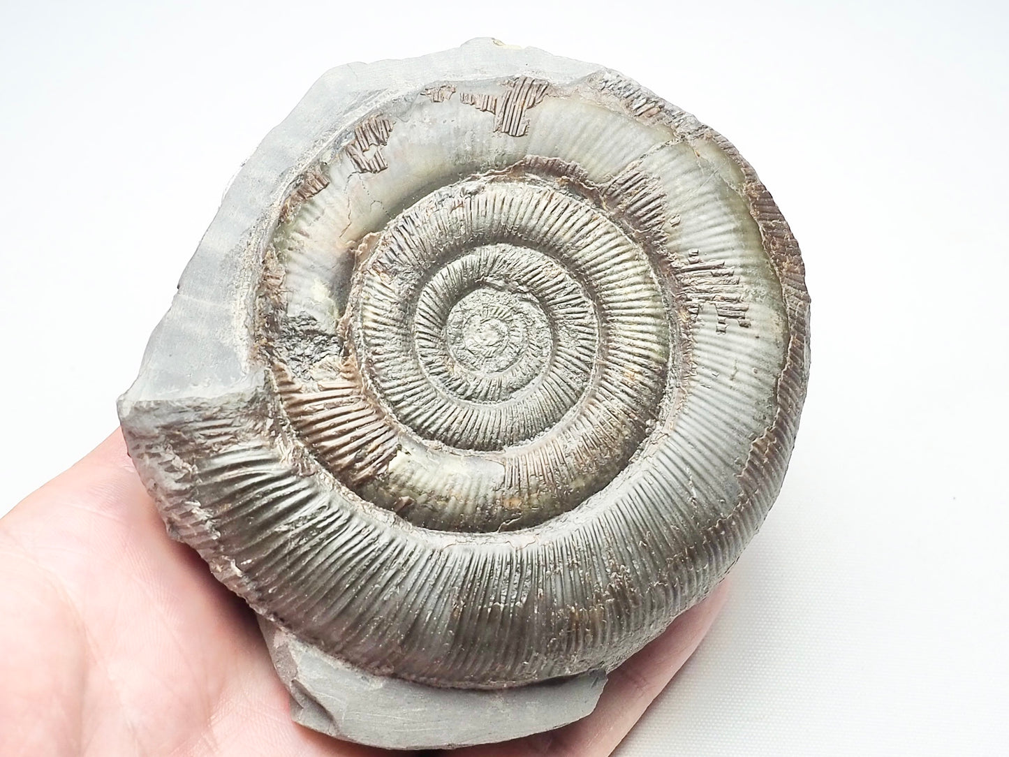 Dactylioceras Tenuicostatum