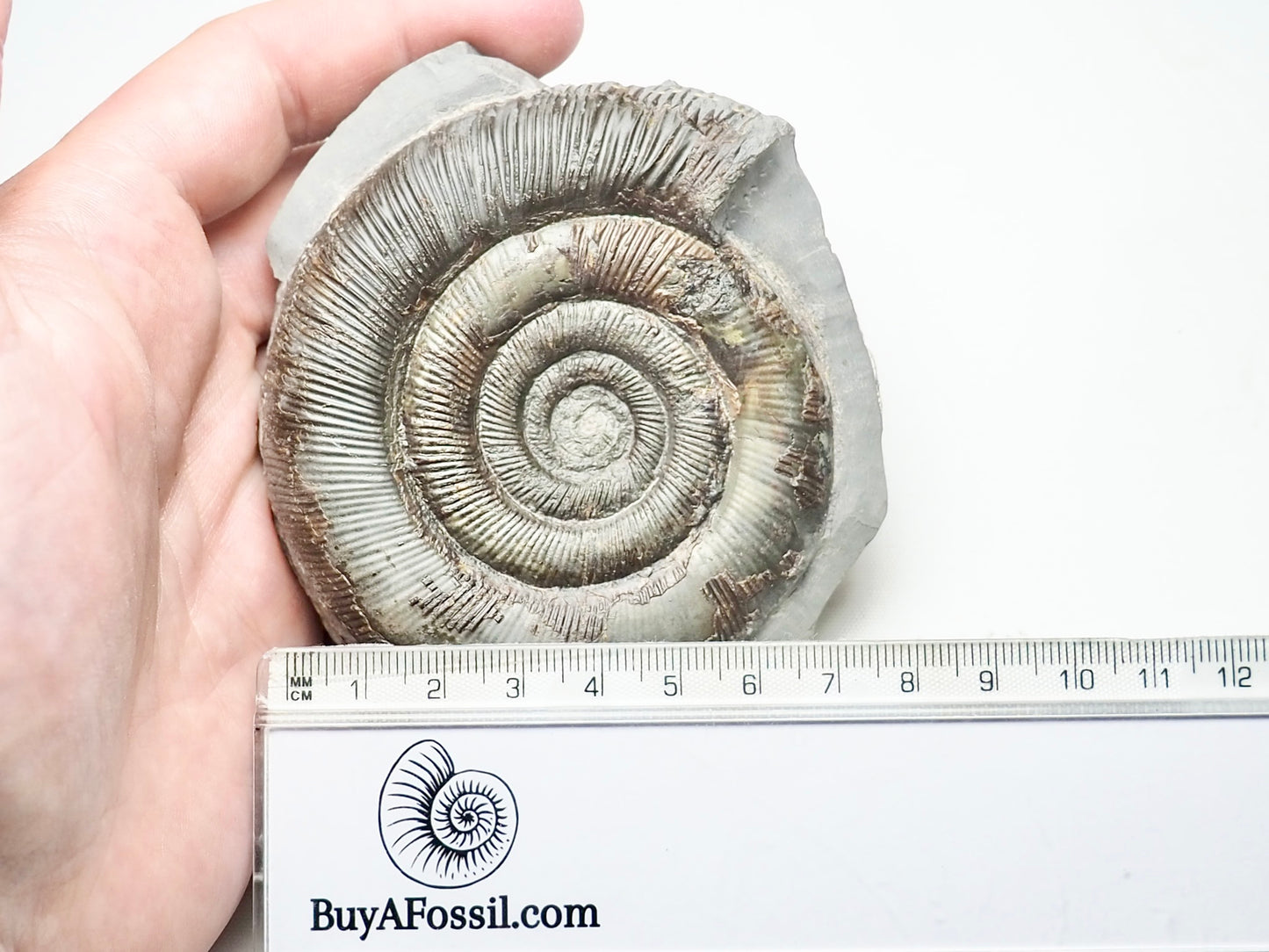 Dactylioceras Tenuicostatum