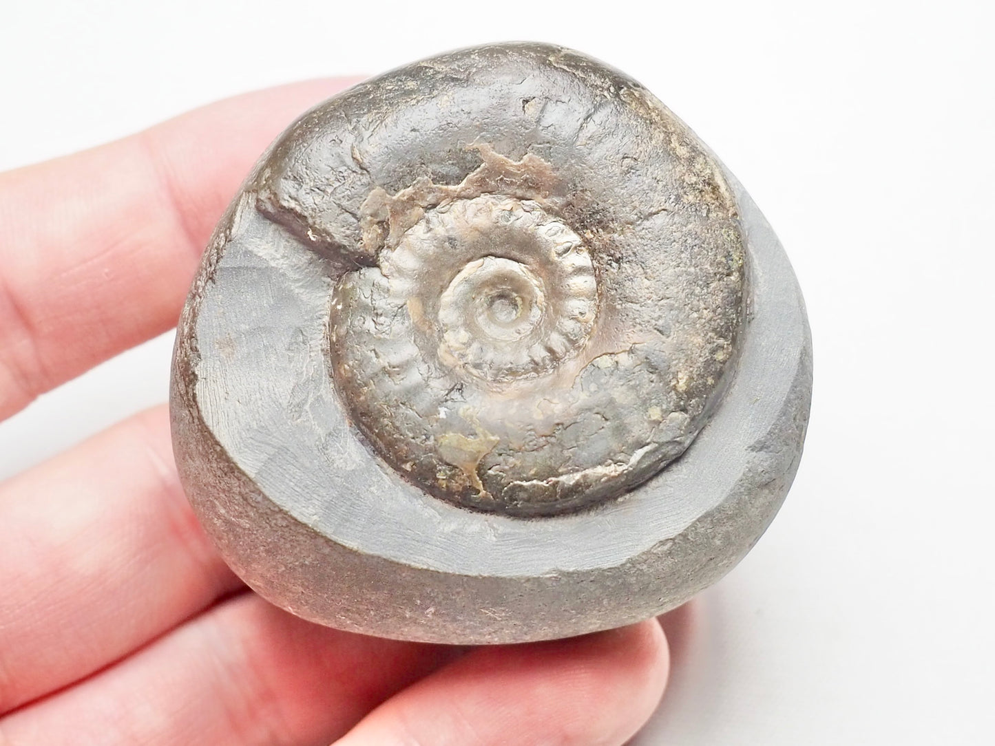 Grammoceras Thouarense