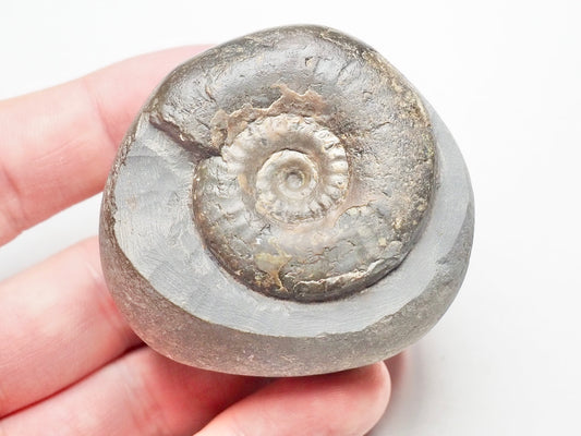 Grammoceras Thouarense