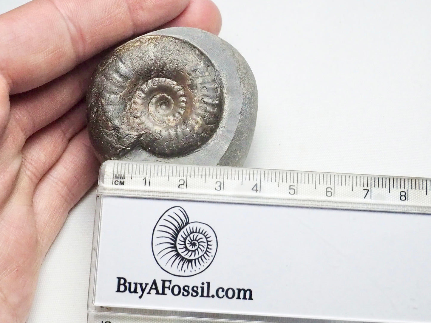 Grammoceras Thouarense