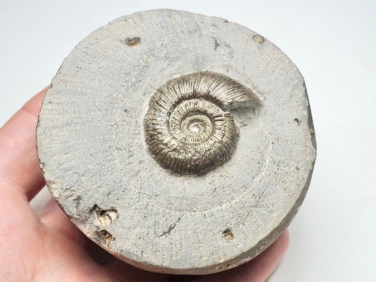 Dactylioceras Semicelatum