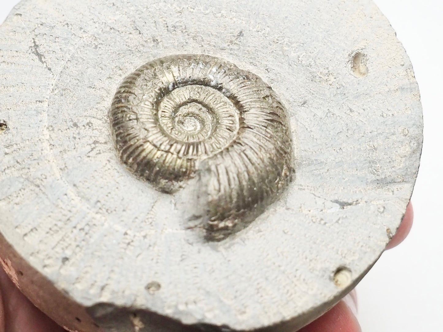 Dactylioceras Semicelatum