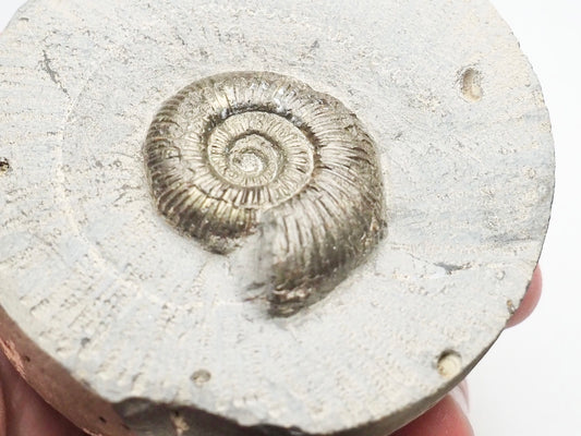 Dactylioceras Semicelatum