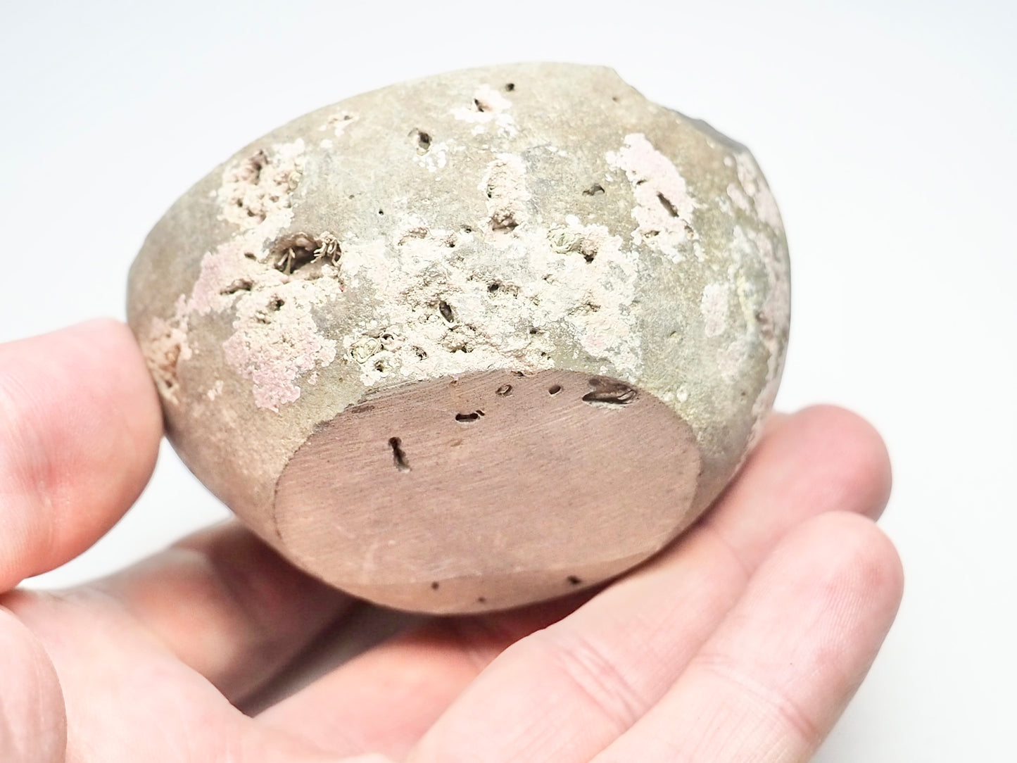 Dactylioceras Semicelatum