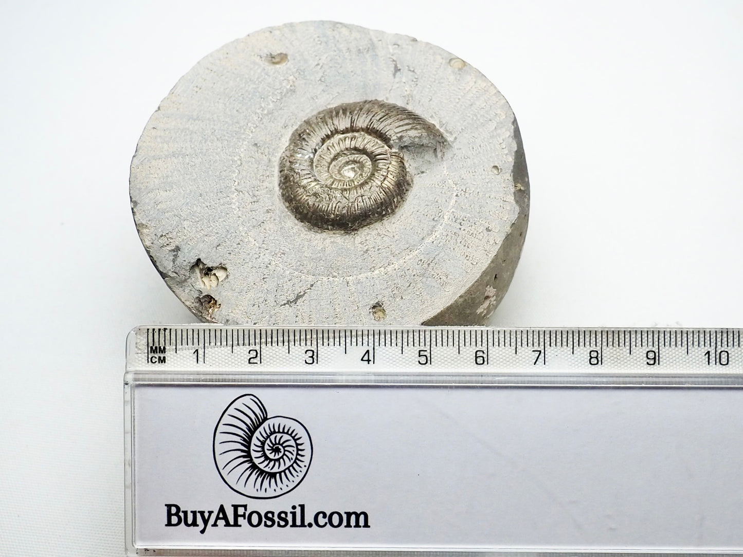 Dactylioceras Semicelatum