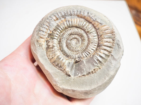 Ammonite - Pick N Mix