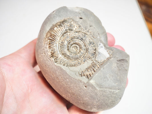 Ammonite - Pick N Mix