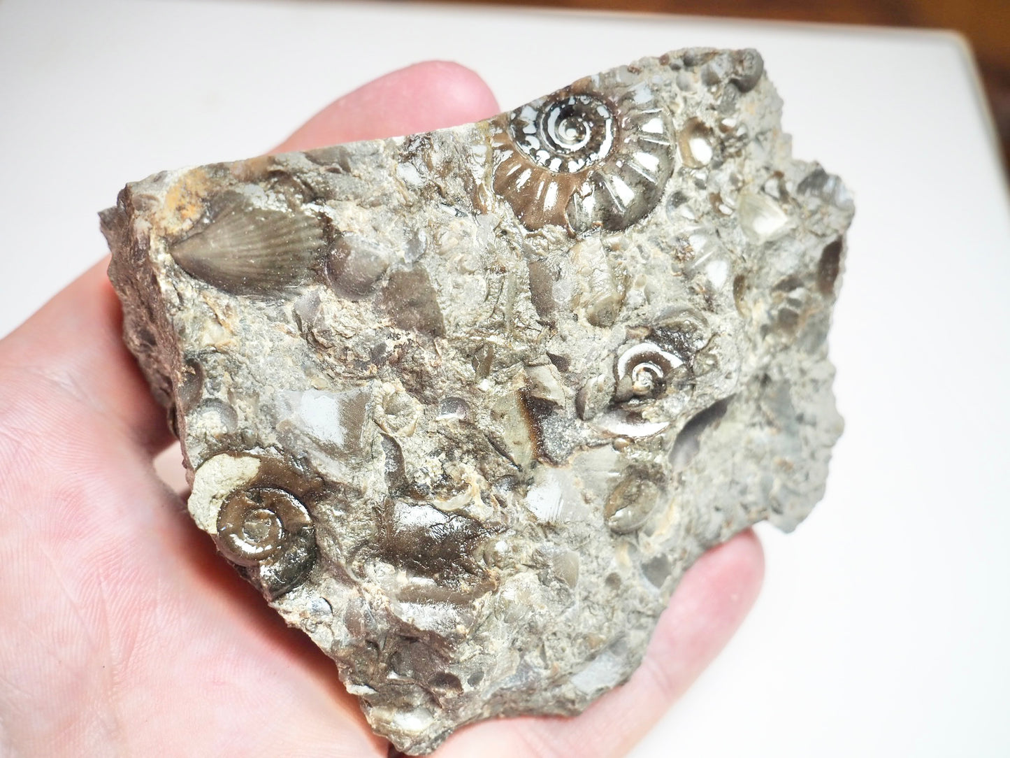 Ammonite & Shells - Pick N Mix