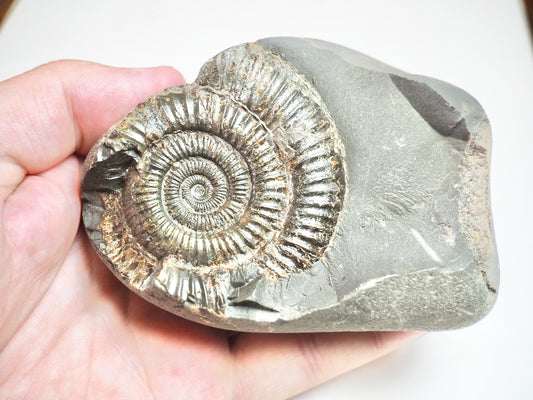 Ammonite - Pick N Mix