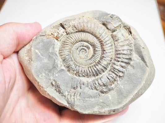 Ammonite - Pick N Mix