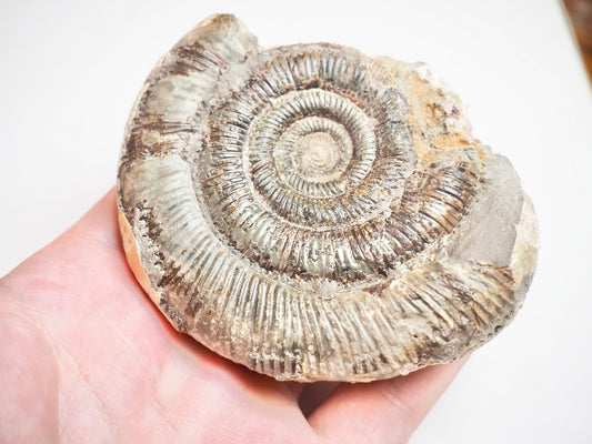 Ammonite - Pick N Mix