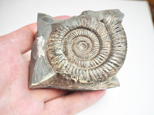 Ammonite - Pick N Mix