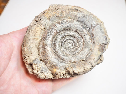 Ammonite - Pick N Mix