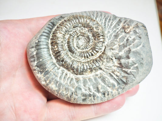 Ammonite - Pick N Mix