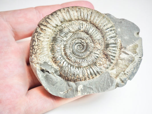 Ammonite - Pick N Mix