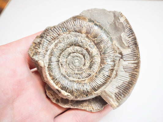 Ammonite - Pick N Mix