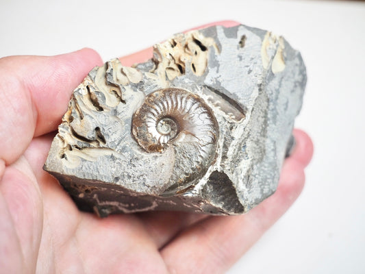 Ammonite - Pick N Mix