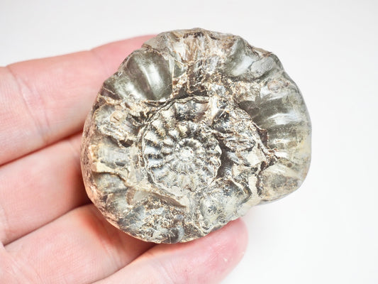 Ammonite - Pick N Mix