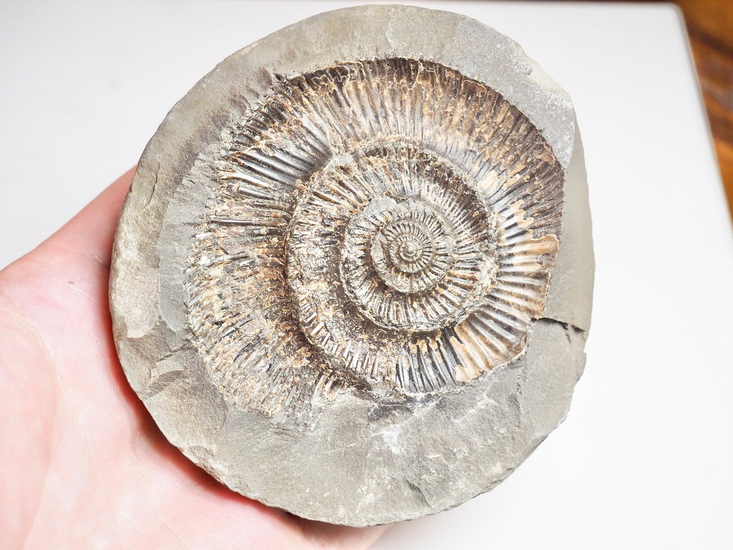 Ammonite Negative - Pick N Mix