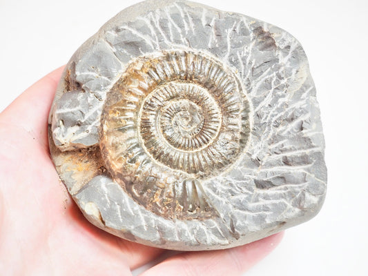 Ammonite - Pick N Mix